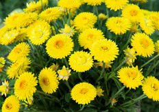 And this truly springlooking plant, the Granvia Gold of MNP Flowers, was also a real eye catcher.